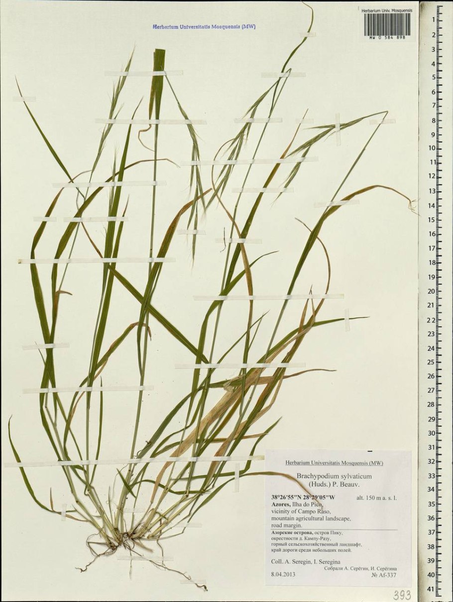 Коротконожка лесная brachypodium sylvaticum