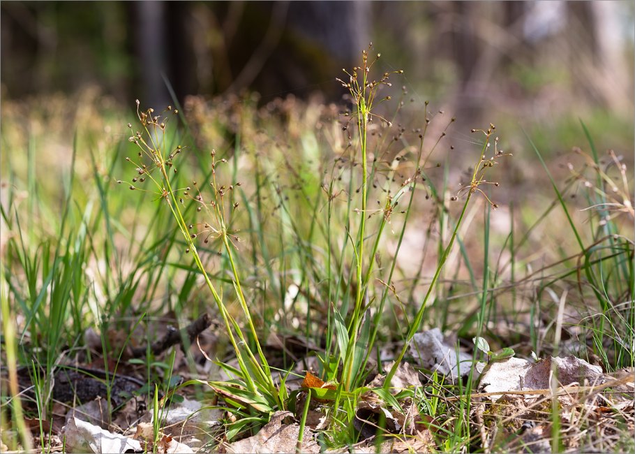 Ожика снежно-белая (Luzula Nivea)