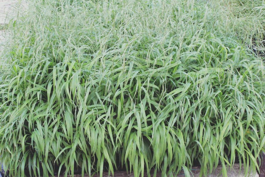 Злак коротконожка