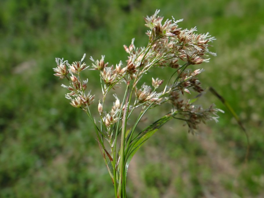 Dactylis glomerata