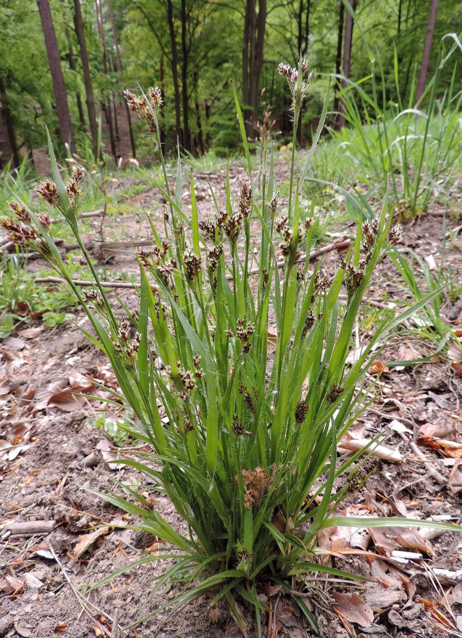 Коротконожка Лесная Brachypodium sylvaticum