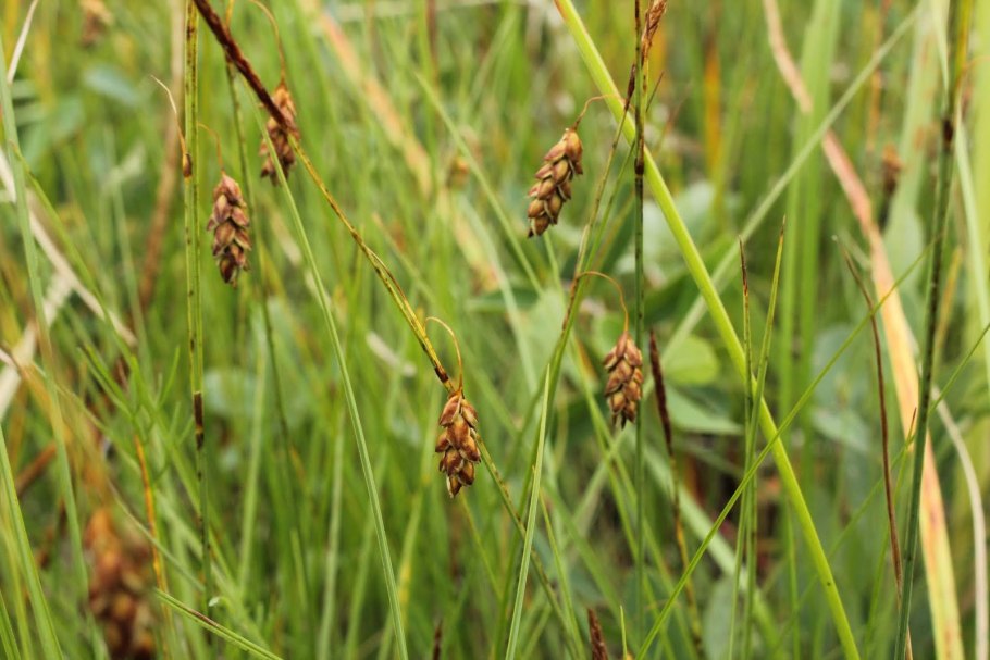 Осока топяная сагех Limosa