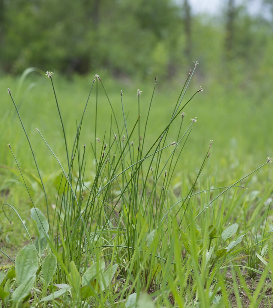 Осока островидная