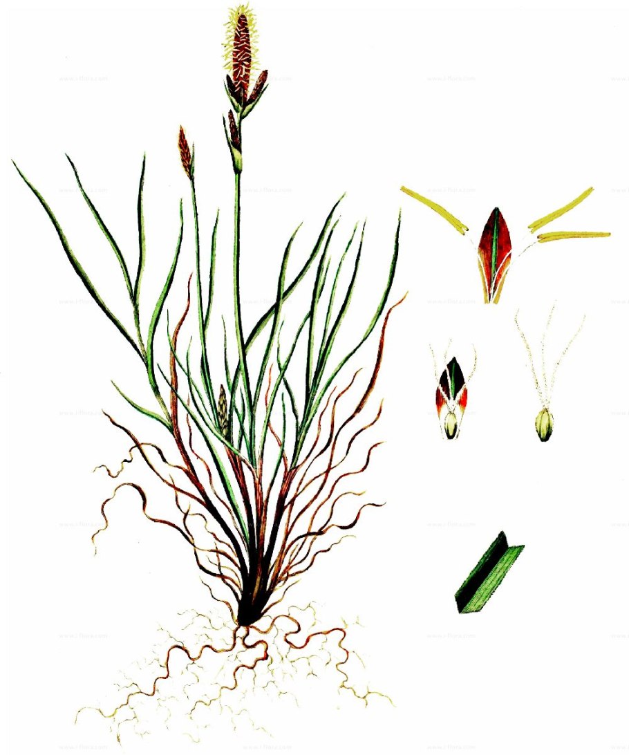 Ситняг болотный (болотница)