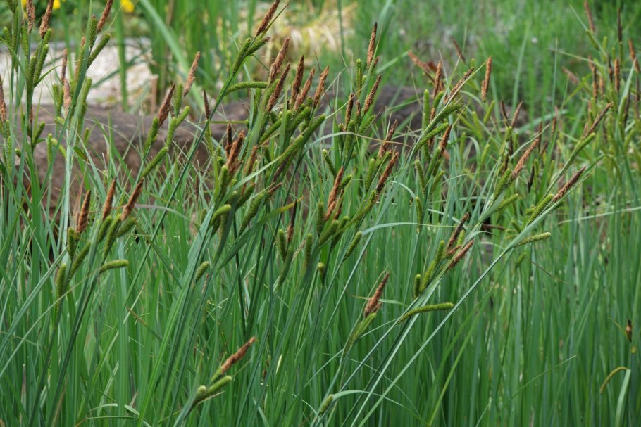 Осока топяная - Carex Limosa