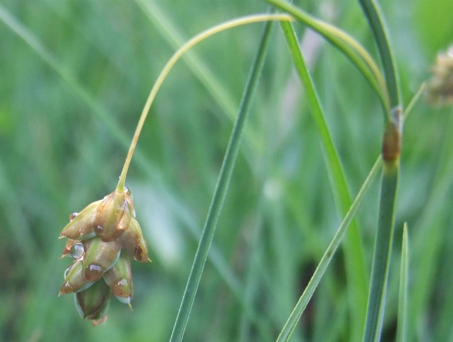 Осока гидрохория