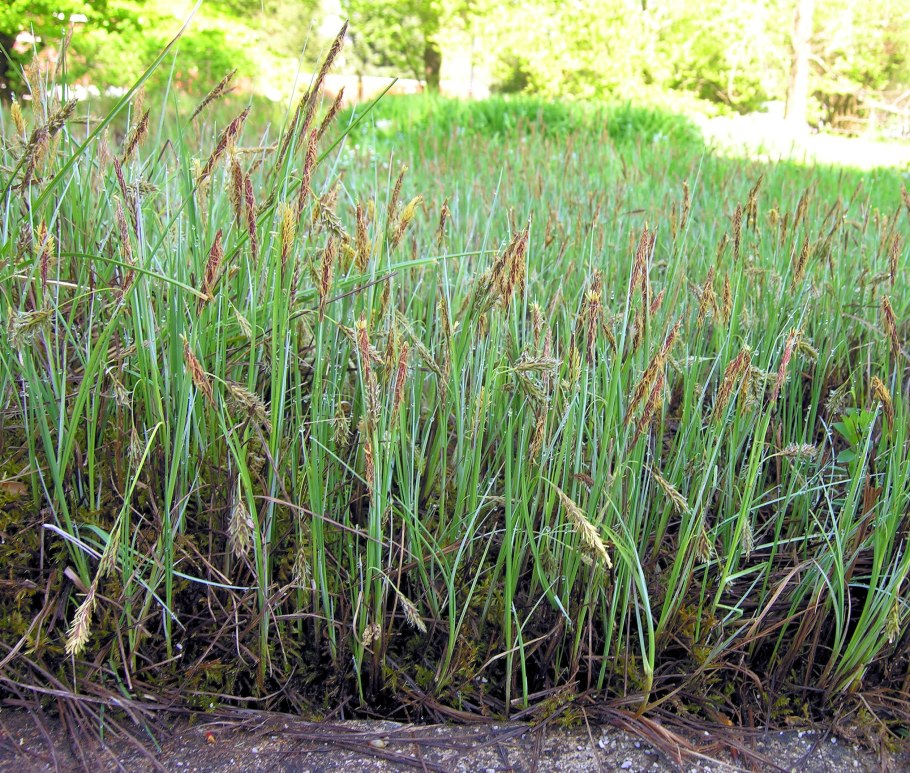 Carex l.— Осока