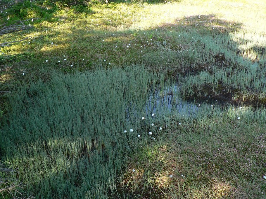 Осока толстостолбиковая