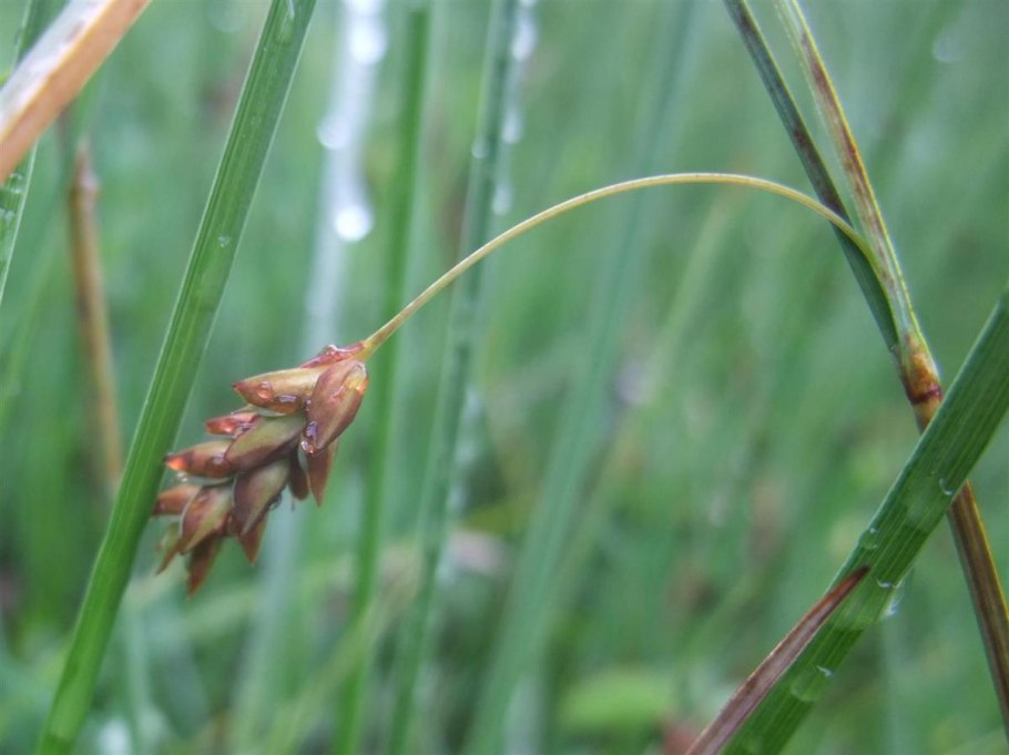 Carex limosa l. осока топяная