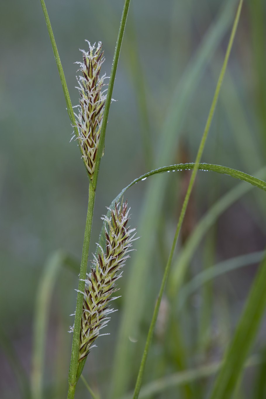Carex riparia