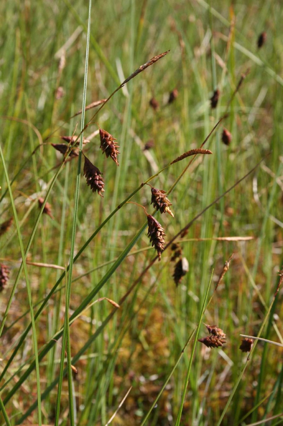 Болотные растения Осока