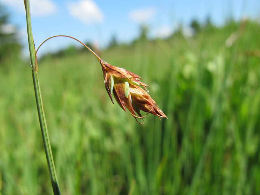 Осока узколистная Carex stenophylla