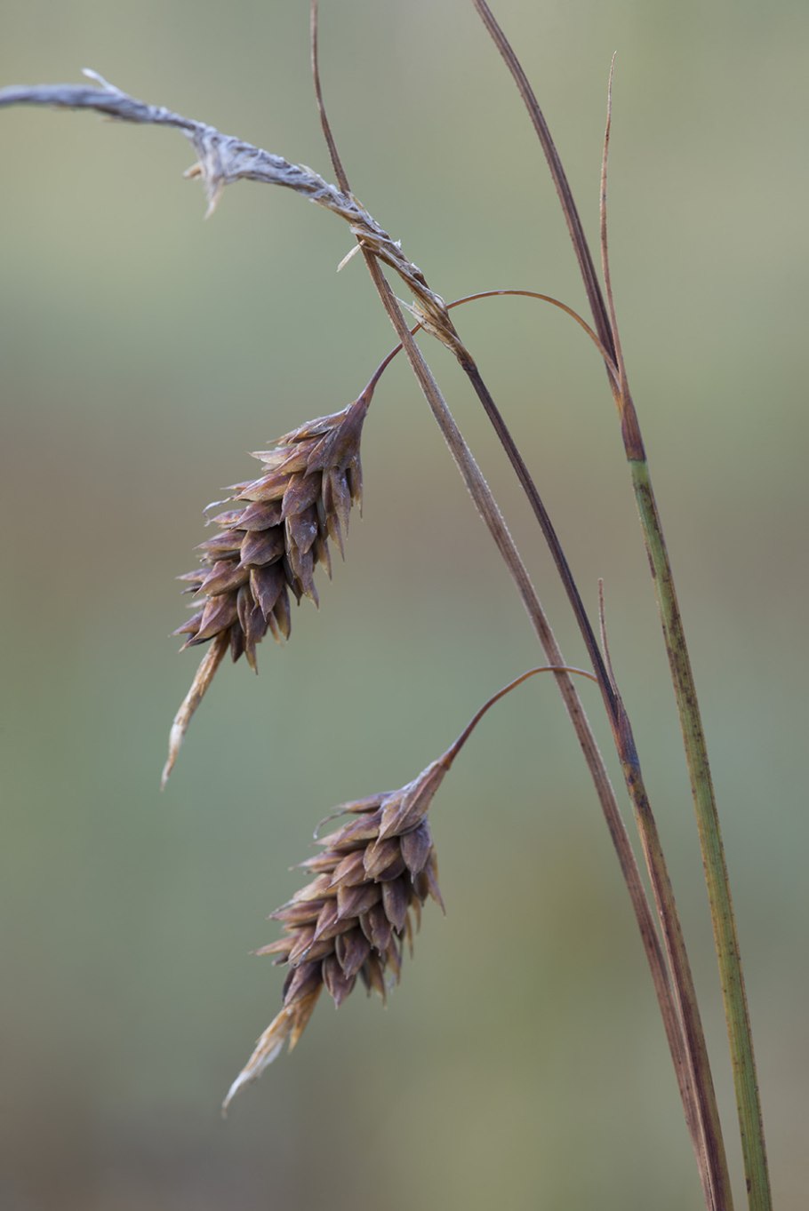 Осока топяная (Carex Limosa l.)