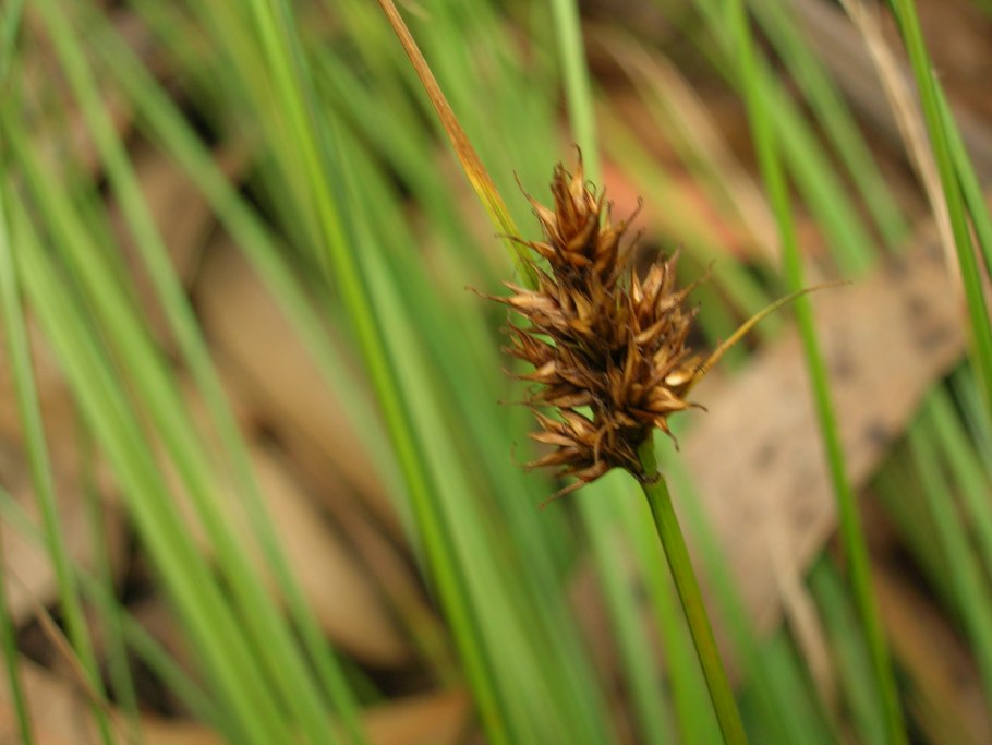 Осока топяная - Carex Limosa