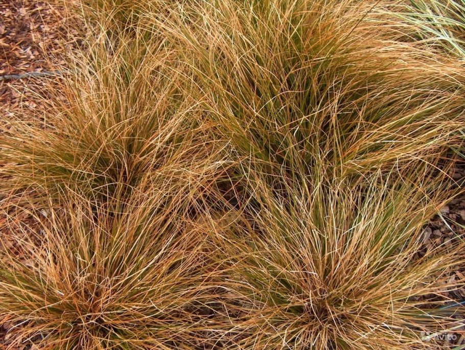 Степная Осока