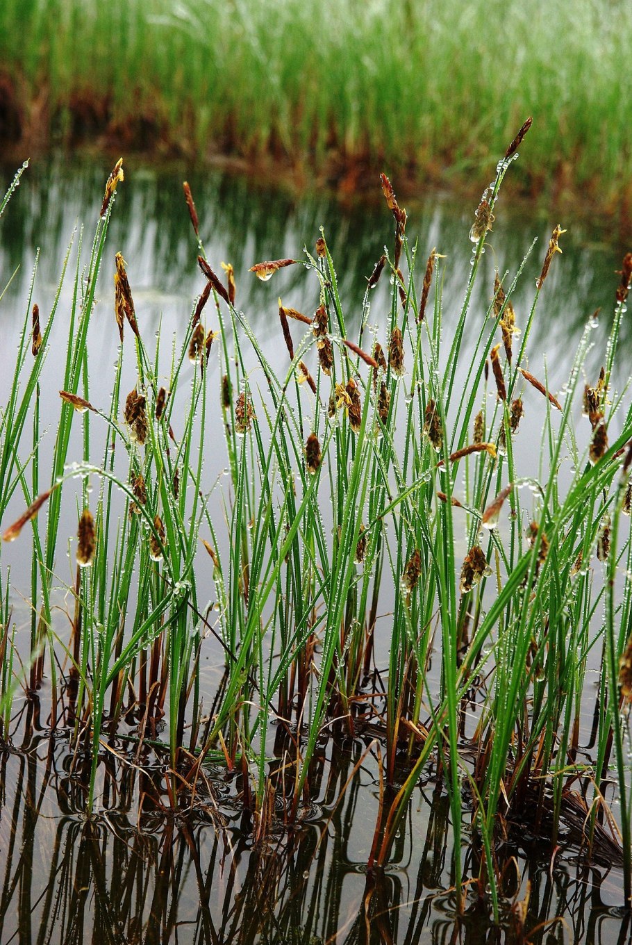 Carex limosa