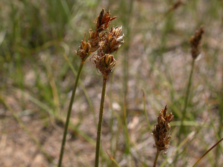 Осока узколистная carex stenophylla wahlenb.