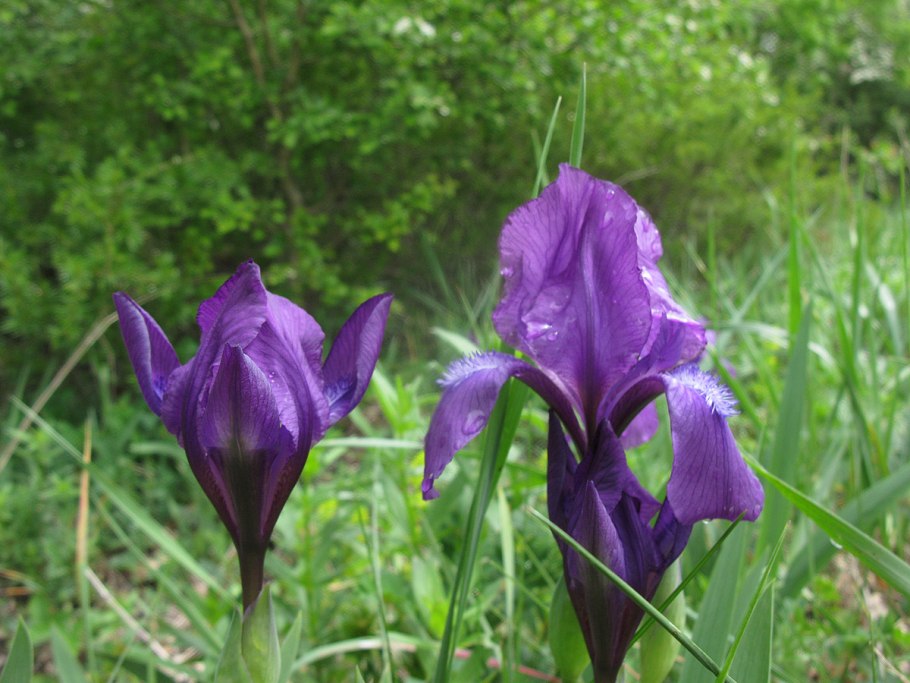 Касатик безлистный Iris aphylla l.