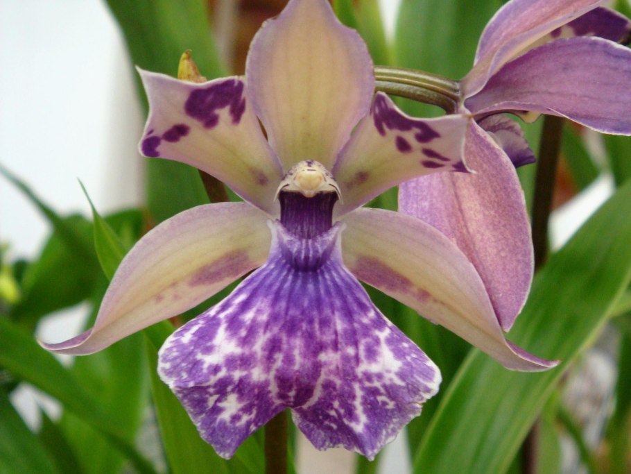 Zygonisia Murasakikomachi