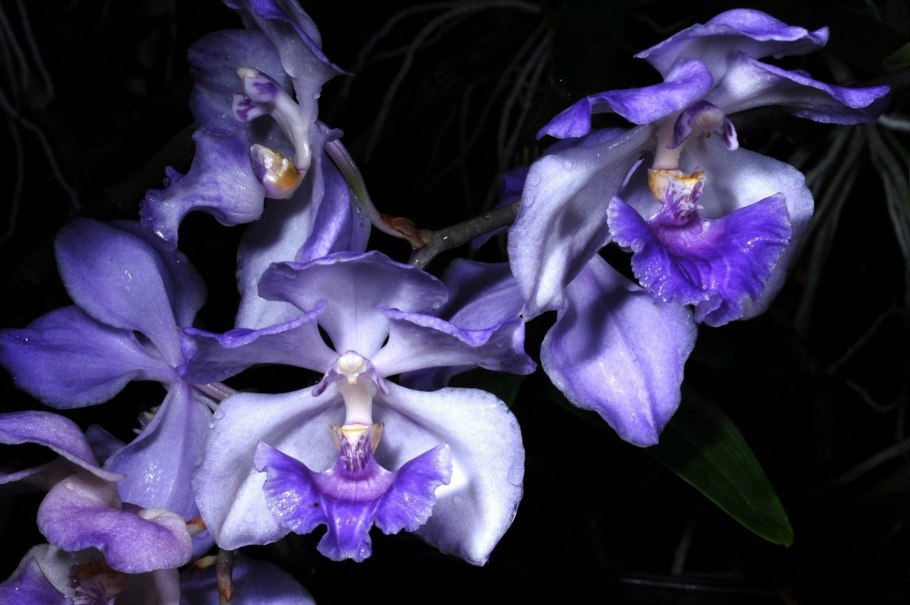 Аганизия (Aganisia)