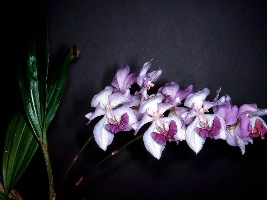 Acacallis cyanea