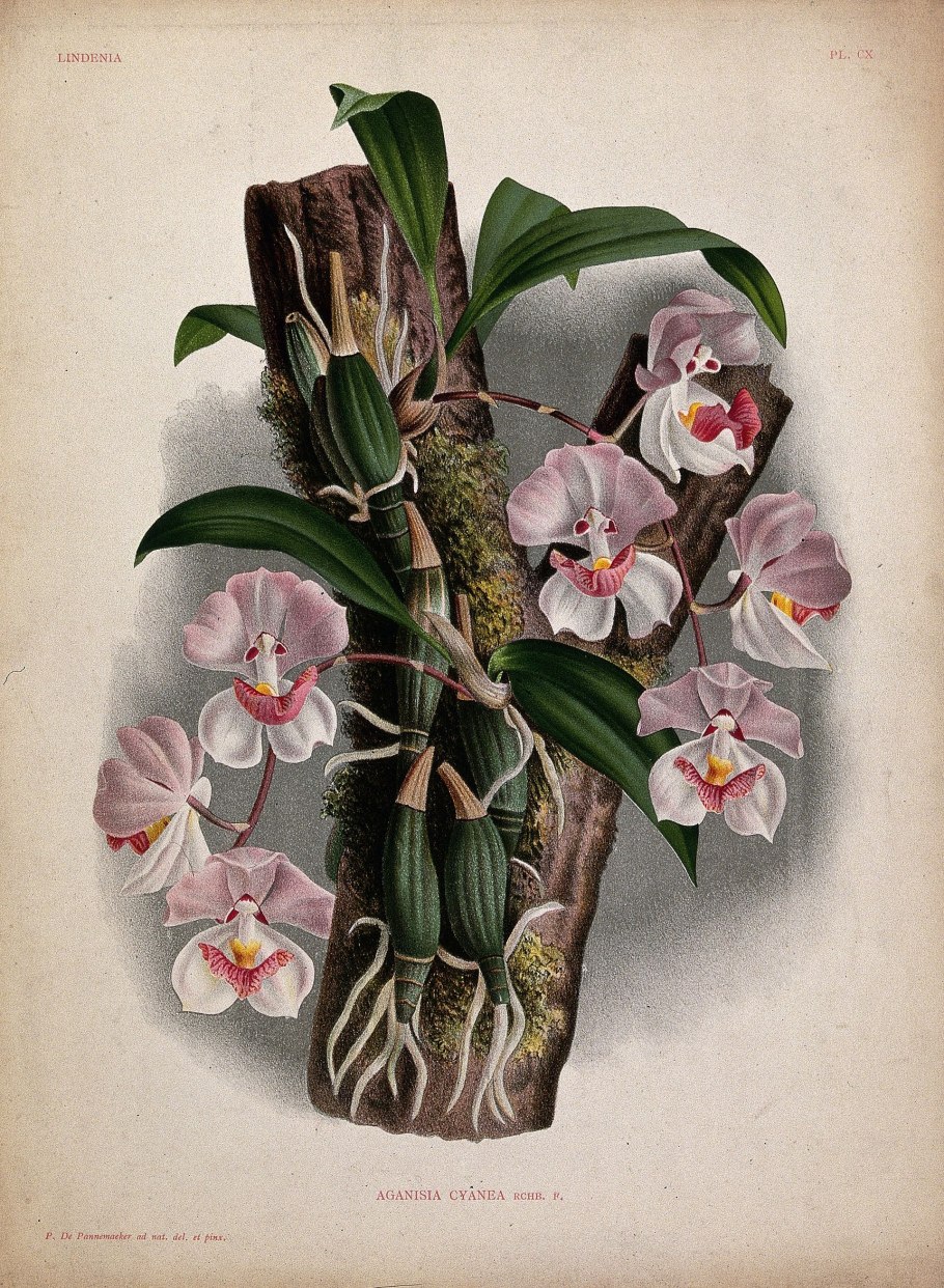 Zygonisia Murasaki Komachi