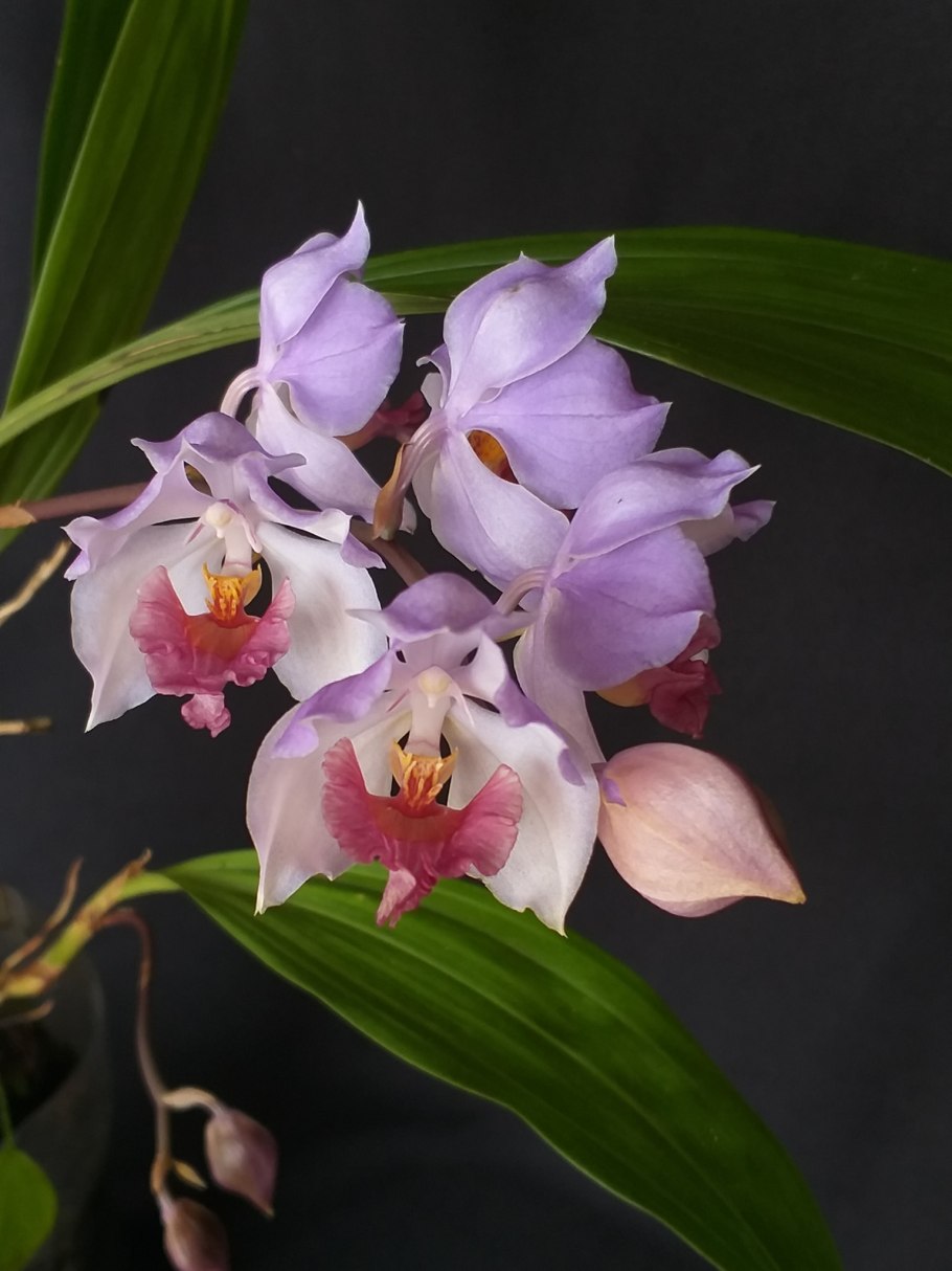 Acacallis Rosariana