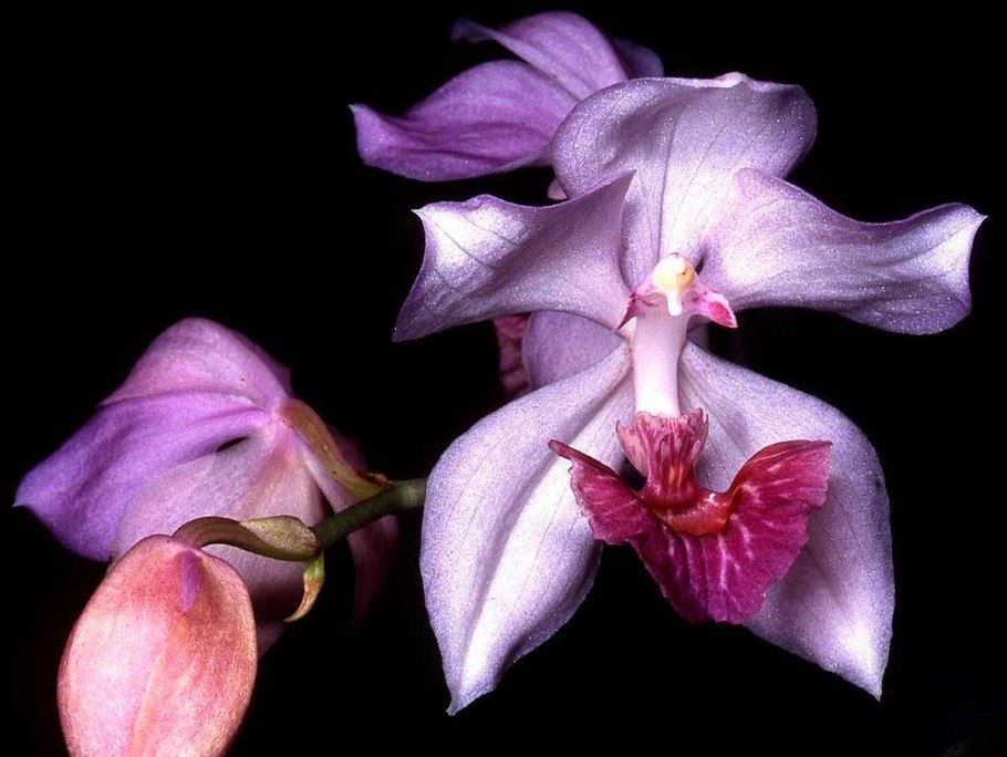 Аганизия (Aganisia)
