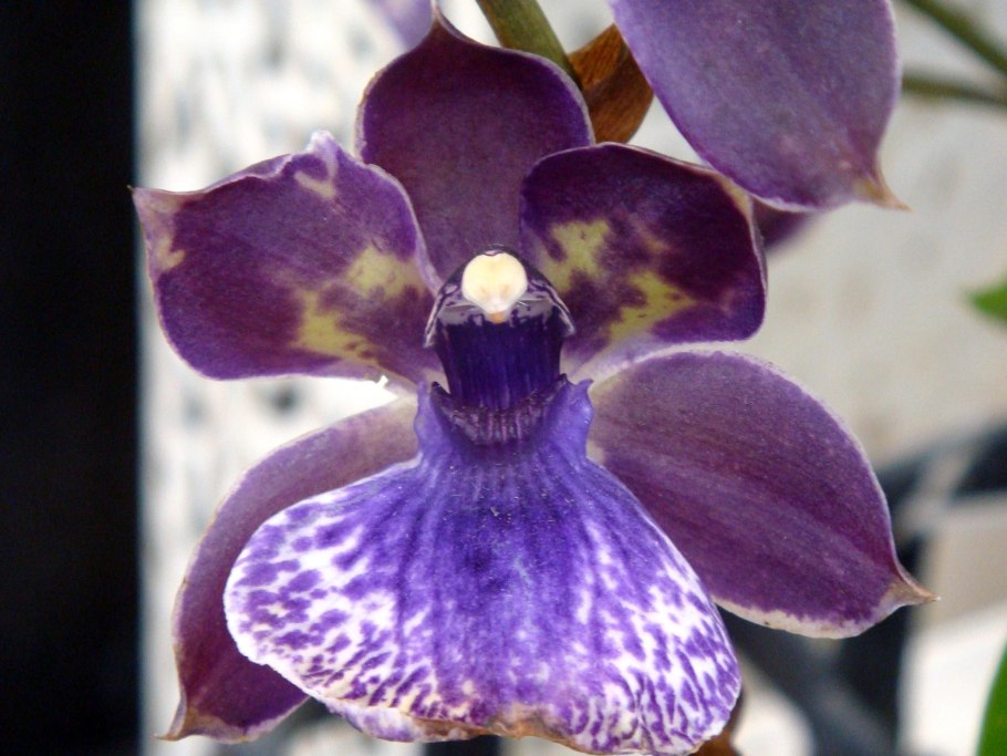 Paradisanthus micranthus