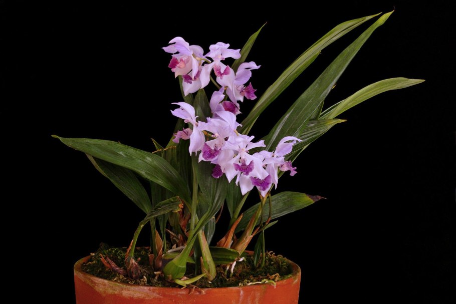 Acacallis Rosariana