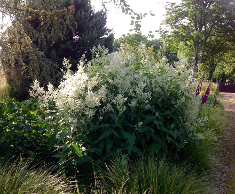 Тонкосемянник метловидный