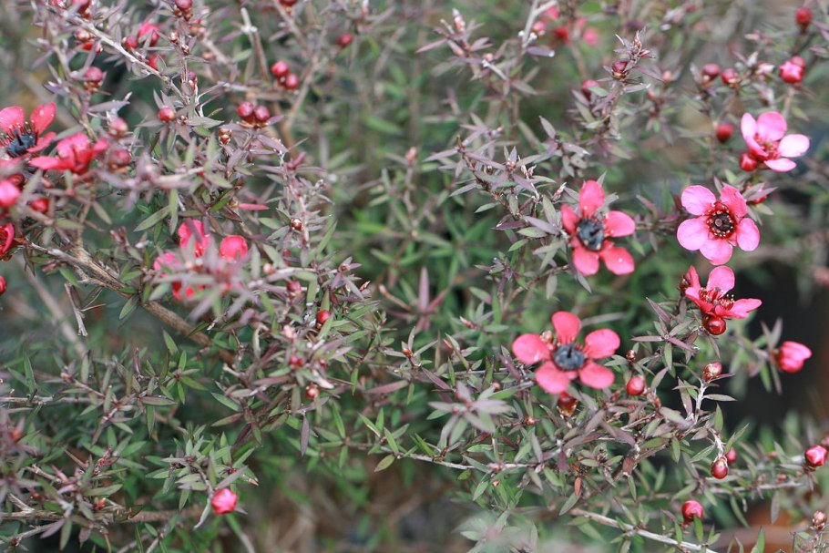 Лептоспермум чайное дерево Leptospermum