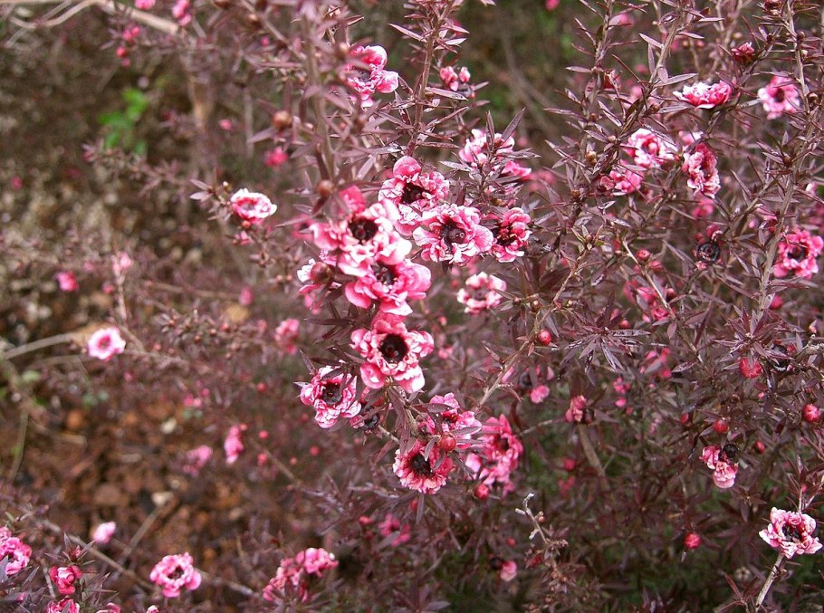 Leptospermum scoparium