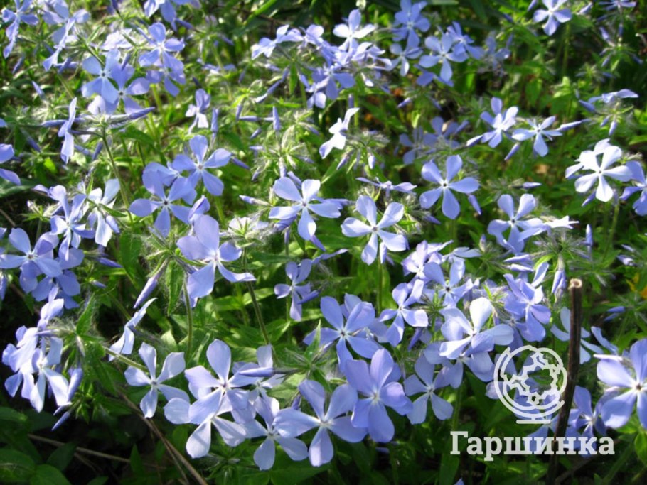 Флокс растопыренный