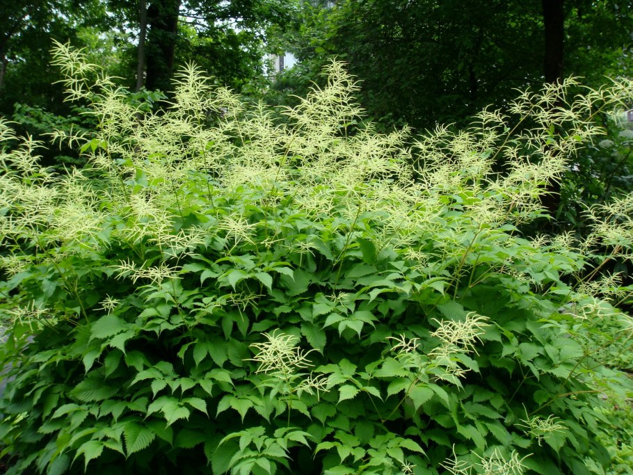 Эврибия растопыренная