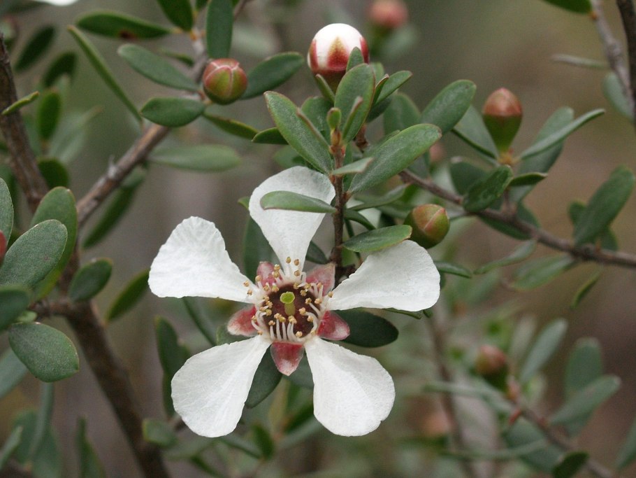 Leptospermum grandiflorum