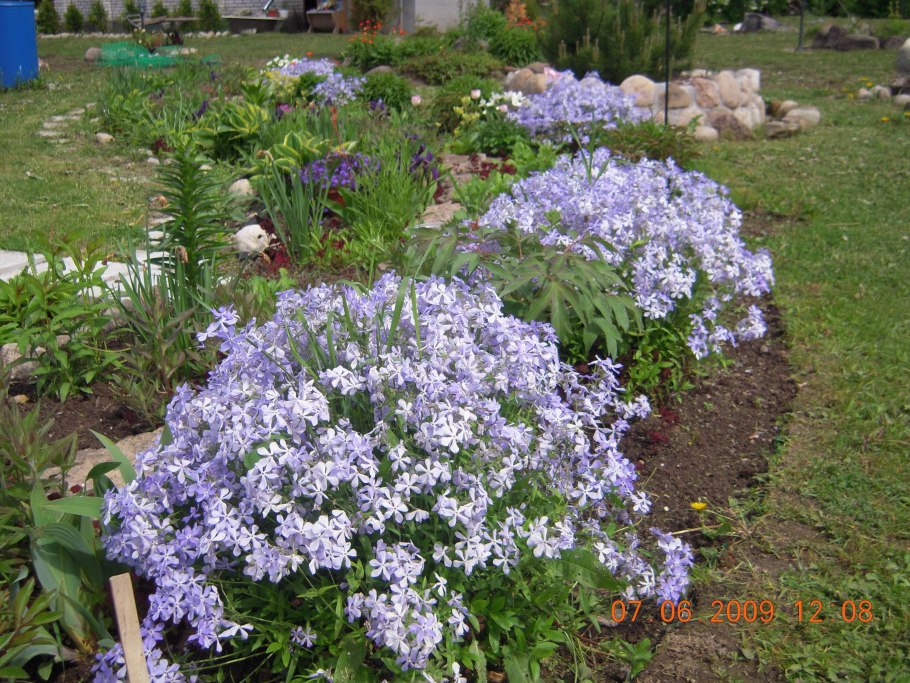 Флокс растопыренный блю мун