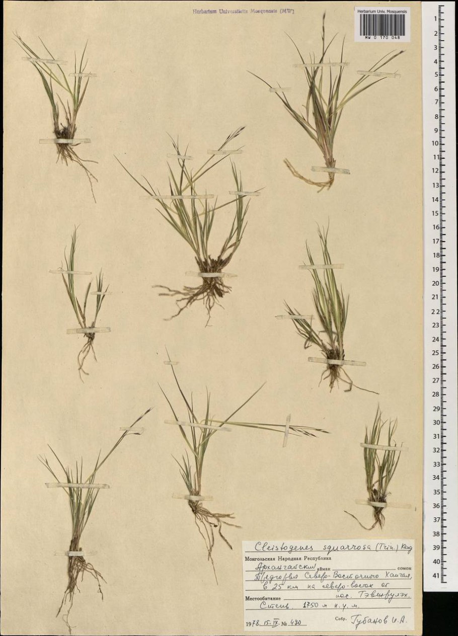 Leptospermum citratum