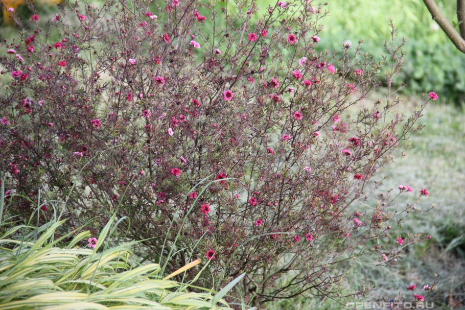 Leptospermum rotundifolium