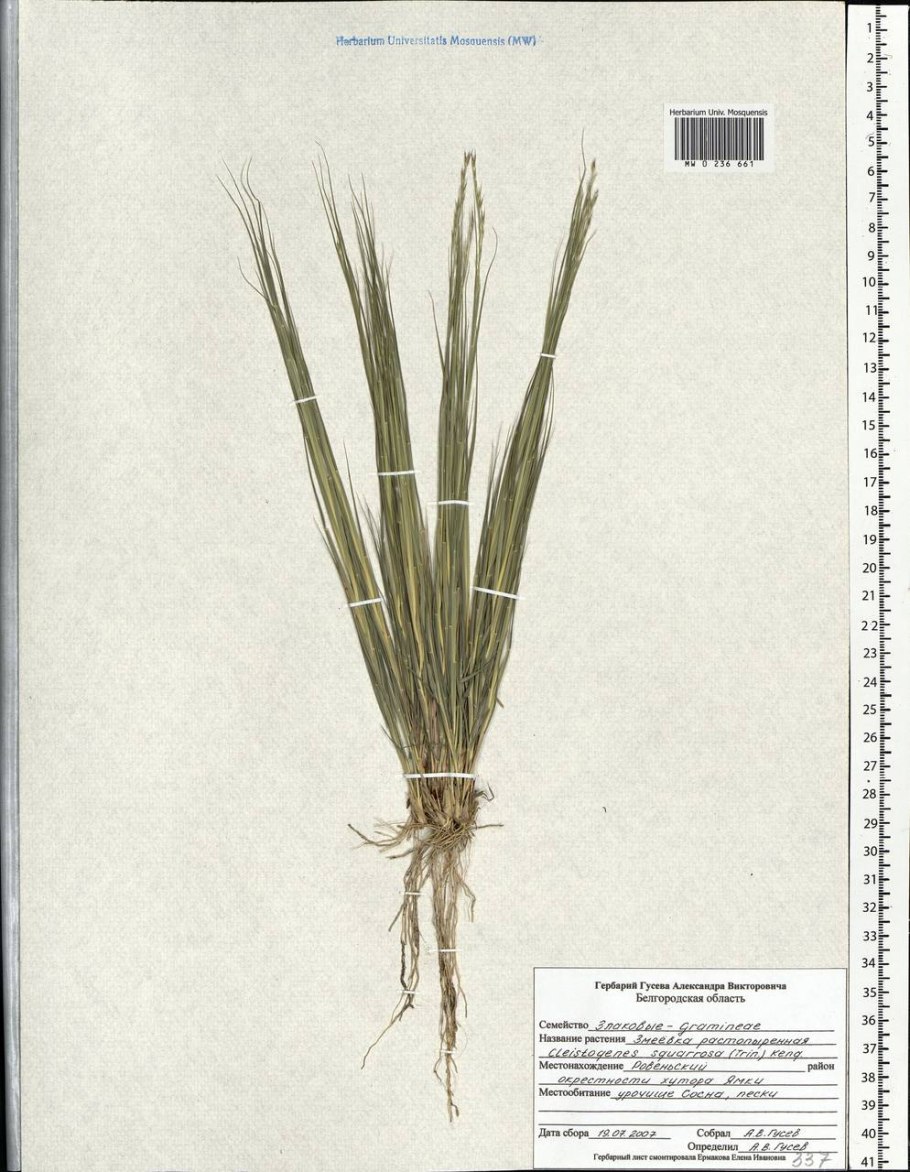 Змеевка растопыренная cleistogenes squarrosa