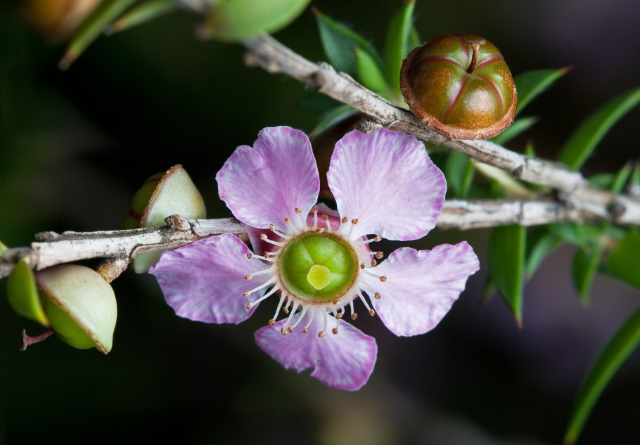 Myrtaceae Leptospermum