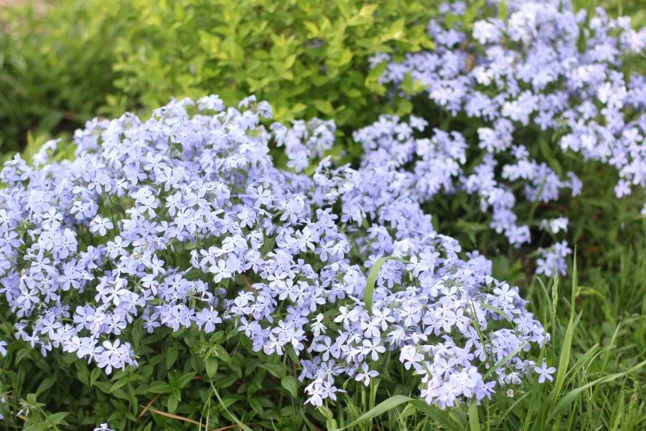 Флокс растопыренный голубой