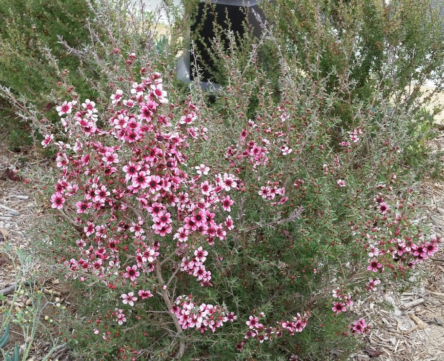 Leptospermum scoparium