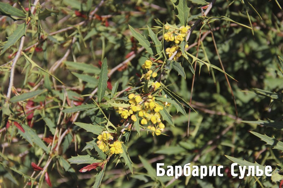 Лептоспермум ред Дамаск