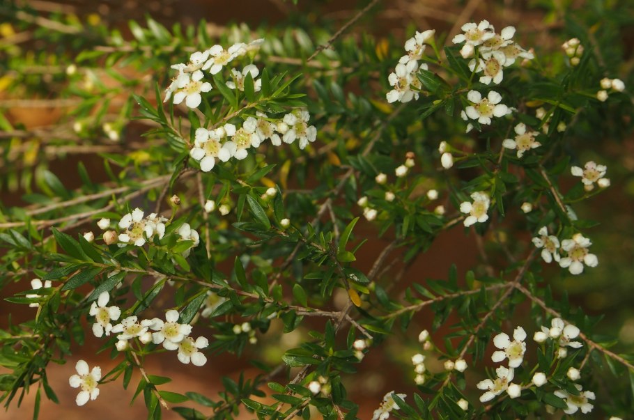 Leptospermum trinervium