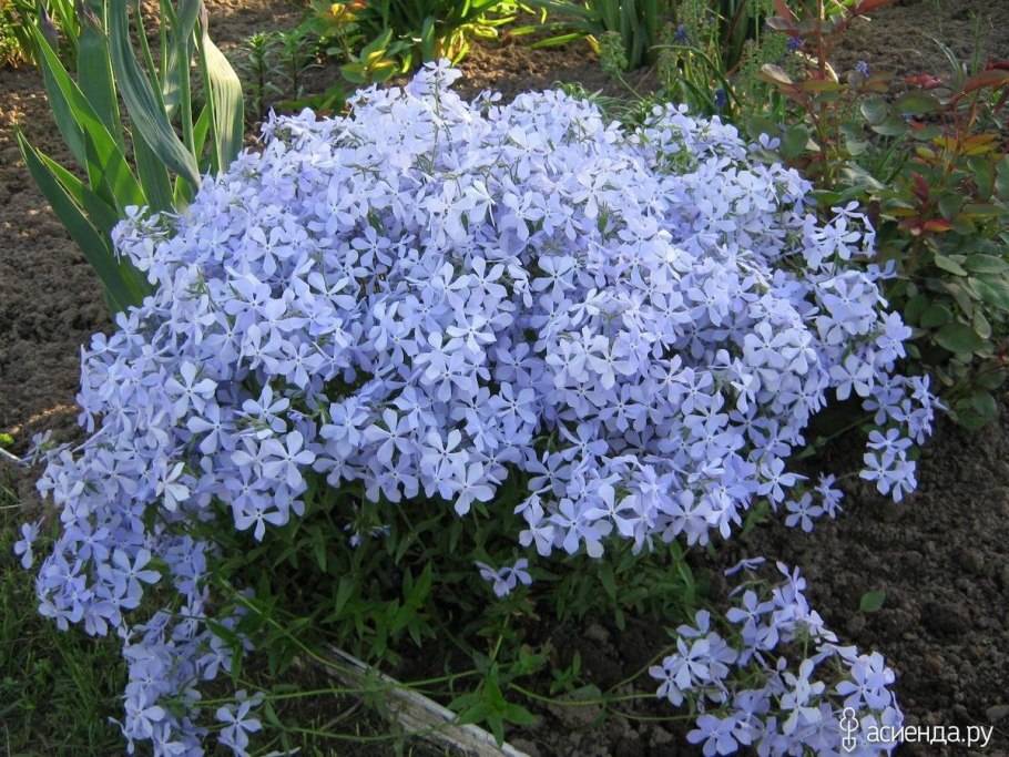 Флокс шиловидный голубой