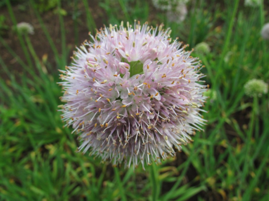 Лука плевокорневищного, к