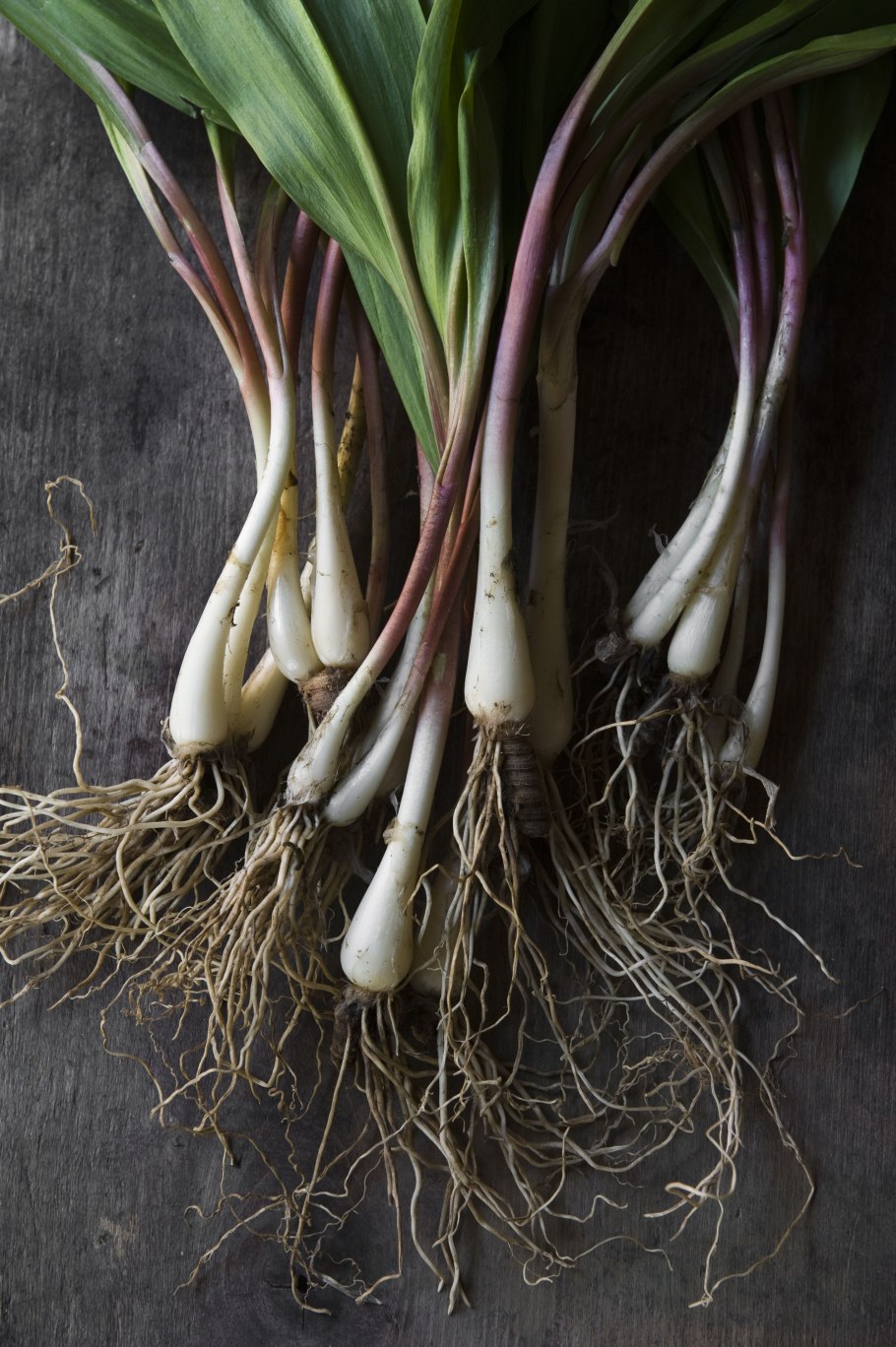 Лук порей дикий