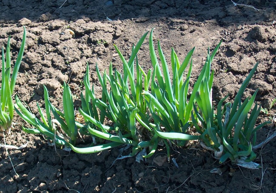 Лук шнитт ростки