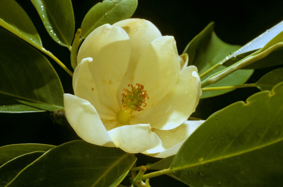 Магнолия виргинская айс дерево